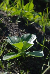 broad been seedling