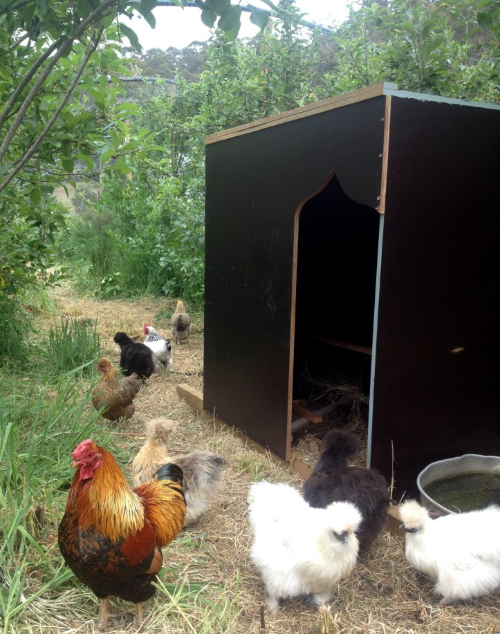chooks in orchard.JPG